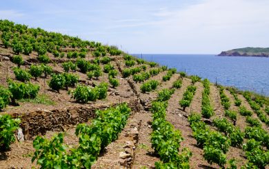 Vineyard of Collioure Banyuls vines on the mountain slopes by mediterranean sea in france