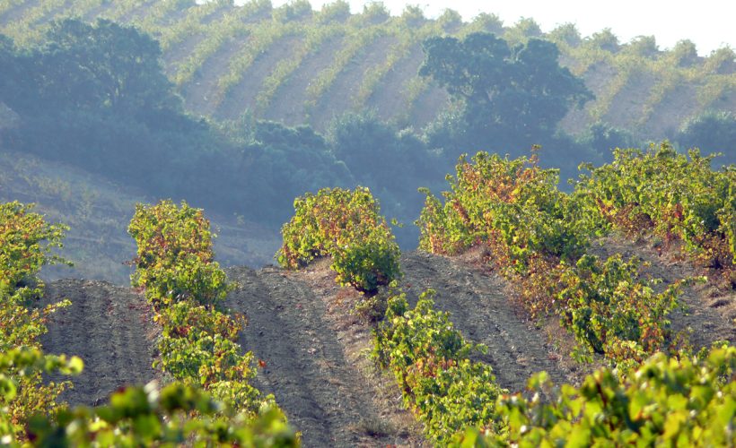 Vineyard rows in the hills of Banyuls sur Mer, Pyrenees Orientales, Languedoc Roussillon, France